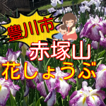 【豊川市】赤塚山公園の花しょうぶは今が見頃!2017