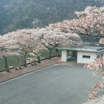 ダム桜花見スポット!佐久間ダムの湖畔は桜が綺麗!