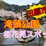 田原市の桜花見スポット!滝頭公園の桜の見頃と開花状況